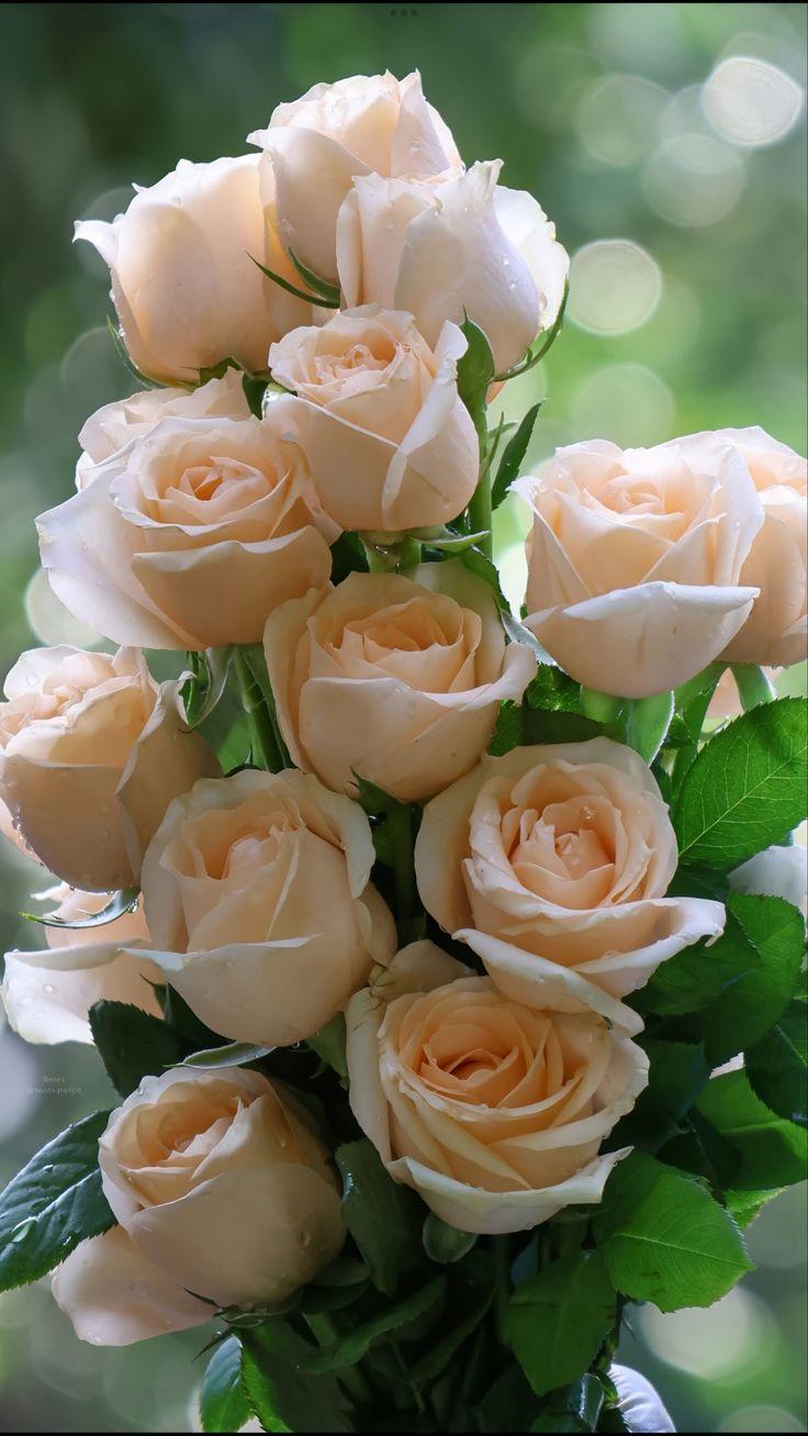 Morning Dew: Freshness in Blossoms Unveiled